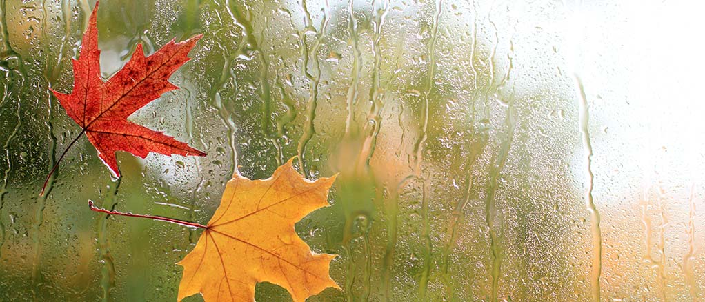 Window view of a rainy day and there are leaves stuck to the window