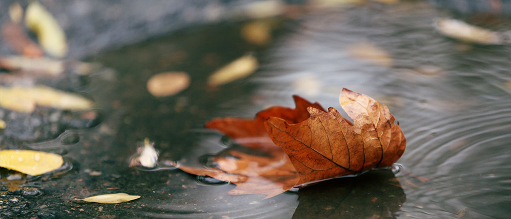 a leaf floating in a water puddle