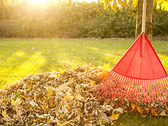 a rake with leaves in yard on a sunny day