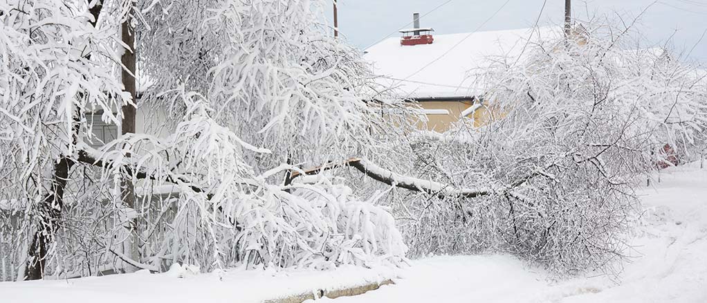snowy tree fell on power lines