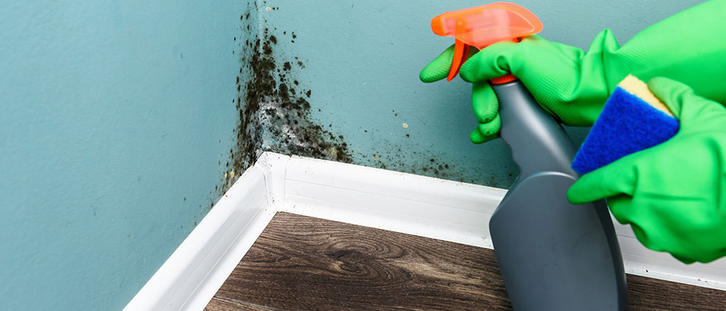 protect your home from mold